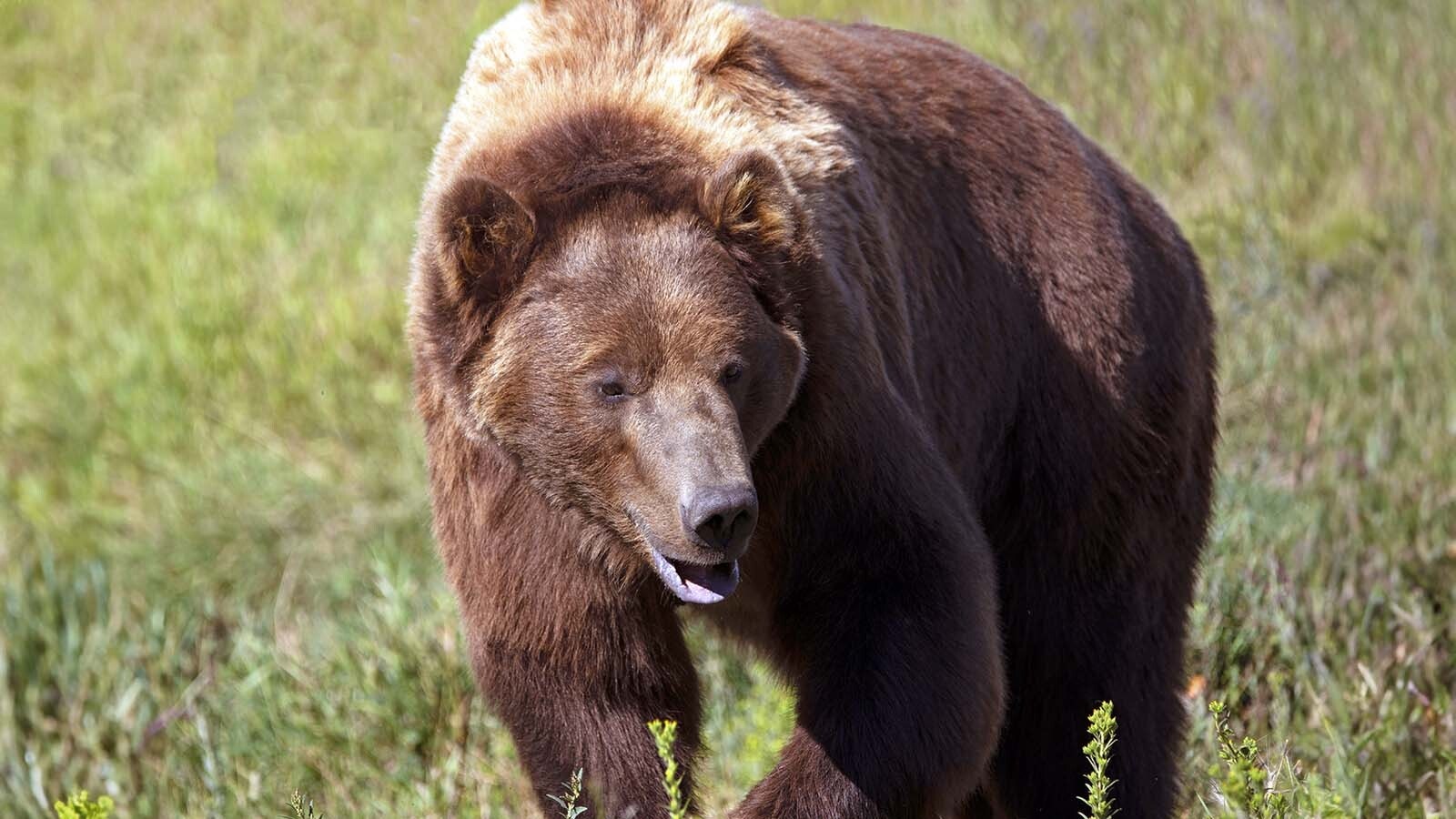 A grizzly bear walks through a meadow in Montana.